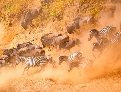 Herd of  wildebeests and zebras running down slope