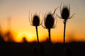 thistles at sunset