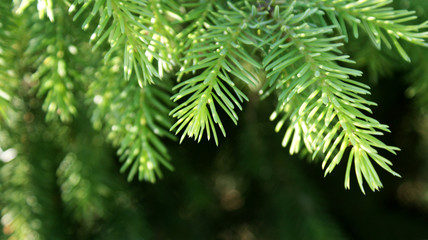 Fototapeta na wymiar green branches of a coniferous tree close-up for сhristmas and new year holidays
