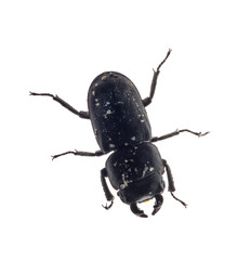 Young stag beatle with little horns on white background