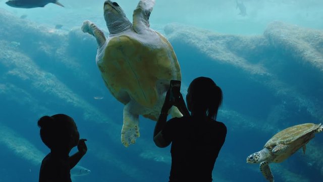 two girls at aquarium watching sea turtles swimming in tank curious children taking photos using smartphone sharing beautiful marine animals on social media