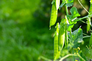 Pods of green peas on a green blurred background.