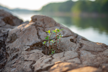 plant growing in the rock