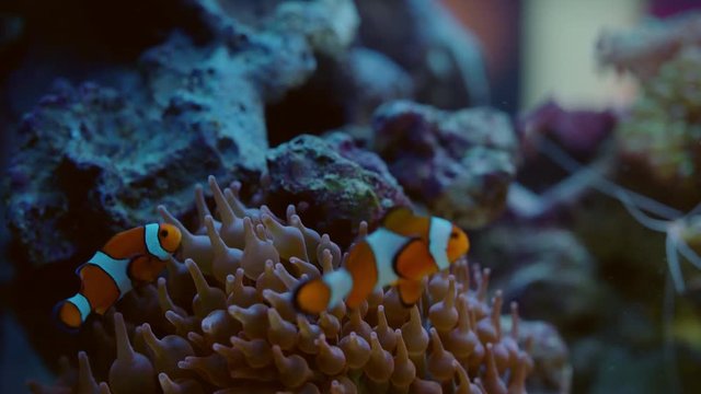 colorful clownfish in aquarium tank hiding in sea anemone with tropical fish swimming in coral reef with exotic marine life 4k