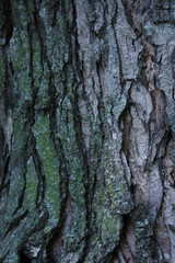 Mossy Oak Tree Bark
