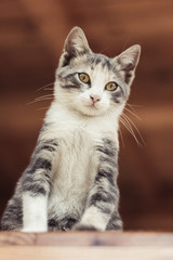 Cat looking at the direction of camera. World Cats Day concept.