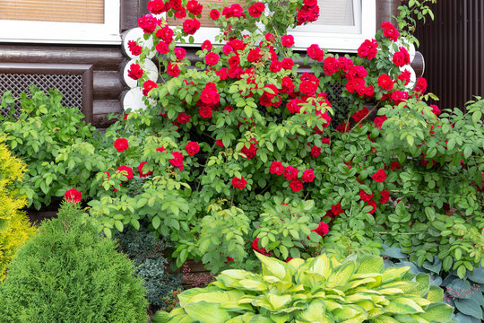 Arrangement of climbing red rose, host, thuja, juniper on a dark wooden background. The concept of care and selection of successful combinations of plants for gardens, parks.