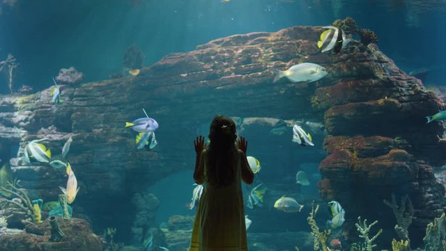 young girl at aquarium watching fish swimming in tank excited child having fun looking at colorful marine life in oceanarium coral reef habitat 4k