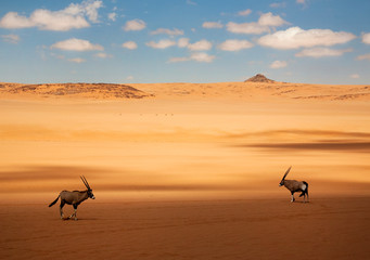 Oryx standing in desert