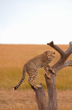 Cheetah climbing tree in African Savanna