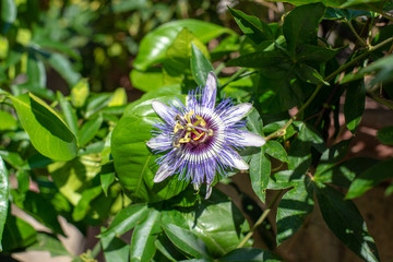 clock flower (passiflora)