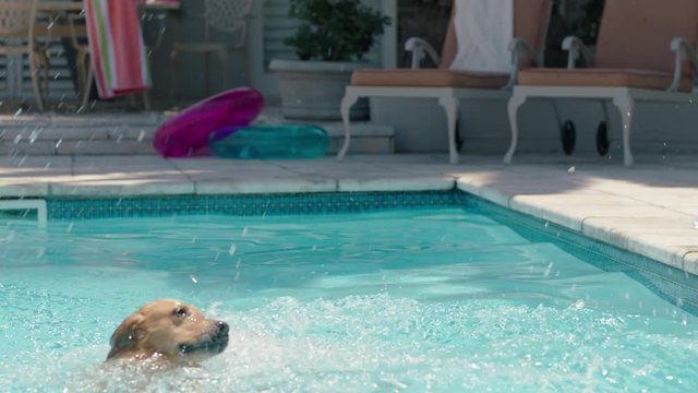 happy dog jumping in swimming pool playing game fetching toy ball golden retriever playfully enjoying summer cute furry canine having fun splashing 4k