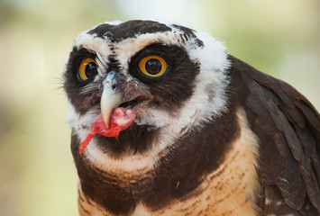 close up head shot  of a Spectacled Owl (Pulsatrix perspicillata) with big orange eyes eating a piece of meat.