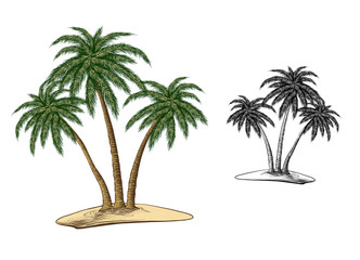 Hand drawn sketch of palm trees in color, isolated on white background. Detailed vintage style drawing. Vector illustration