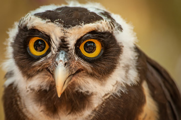 close up head shot with eyes bright of a Spectacled Owl (Pulsatrix perspicillata) with big orange eyes