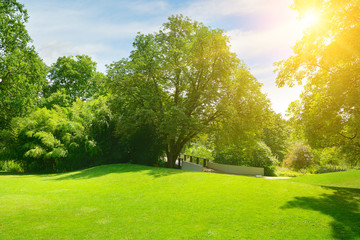 Bright sun in green summer park.