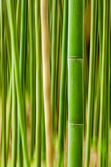 Very close up image of one bamboo stalk showing the lines and other stalks blurred in the background