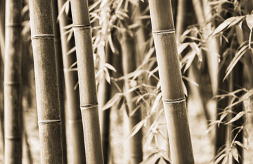 Beautiful horizontal sepia image of bamboo stalks with leaves in the background