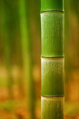 Very close up image of bamboo stalk showing the lines and blurred background