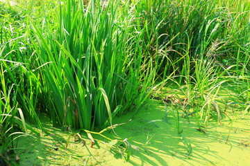 Fototapeta premium pond and water plants at summer day
