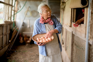 Senior woman collecting eggs in basket from chicken coop