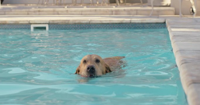 funny dog swimming in pool fetching toy ball playing game happy golden retriever playfully enjoying summer cute furry canine having fun splashing 4k