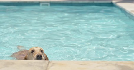 funny golden retriever dog swimming in pool fetching toy ball shaking off water playfully enjoying summer cute furry canine having fun 4k footage
