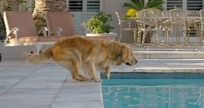 happy dog jumping in swimming pool playing game fetching toy ball golden retriever playfully enjoying summer cute furry canine having fun splashing 4k