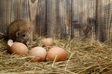 Close-up wild rat (Rattus norvegicus)  lurk near eggs in the chicken coop. Concept of rodent...