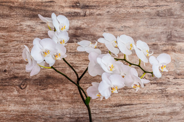 A branch of white orchids on a brown wooden background. Orchid on natural brown wooden background top view. Wood texture close up. Copy space