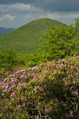 Obraz premium View from Craggy Gardens in Asheville, NC near the Great Smoky Mountains National Park showing the layers of the Appalachian mountains.