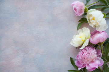 Fototapeta na wymiar Peonies on the background of colored plaster and space for text