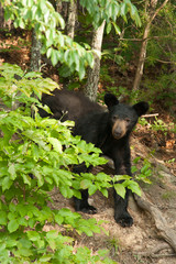 A lone wild black bear searches for food near the Great Smoky Mountains National Park.