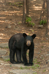 A lone wild black bear searches for food near the Great Smoky Mountains National Park.