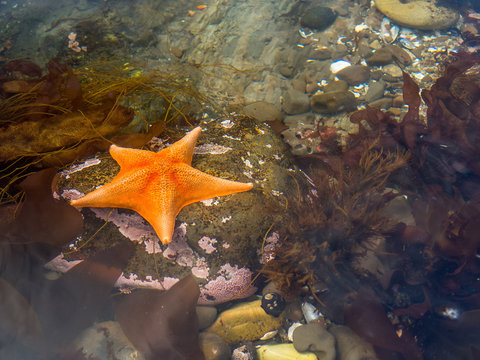 Starfish surrounded by rocks and seweed underwater in a tide pool