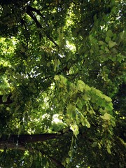 Green tilia branches. Tilia tree is also commonly named lime trees, lime bushes, linden and basswood. 