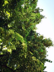 Green tilia branches. Tilia tree is also commonly named lime trees, lime bushes, linden and basswood. 