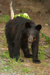 Fototapeta na wymiar A lone wild black bear searches for food by a wood pile near the Great Smoky Mountains National Park.