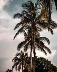 Fototapeta na wymiar Palms in sunrise