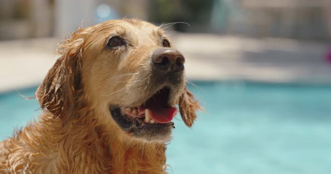 happy golden retriever dog with wet fur excited after swimming in pool looking curious enjoying summer beautiful canine fur having fun outdoors 4k