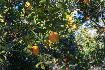 Orange in a tree