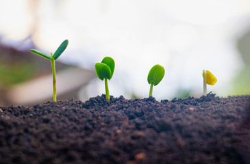 Seed plants are growing.They are growing step by step.One has root and grow under the soil and the other seed has leaves.They are growing among sunlight.Photo new life and  growing concept.