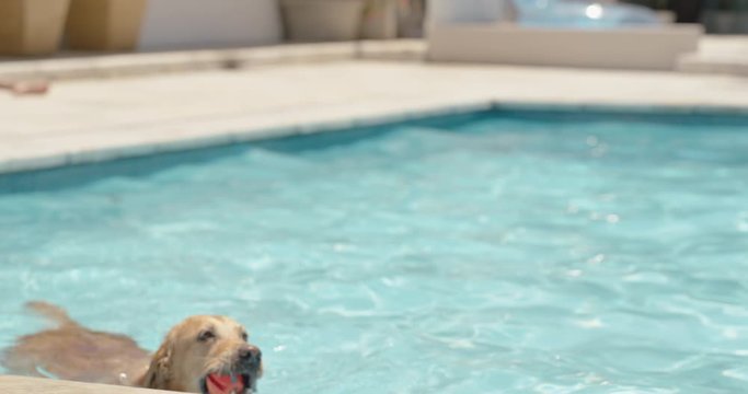 funny dog swimming in pool fetching toy ball playing game happy golden retriever playfully enjoying summer cute furry canine having fun splashing 4k