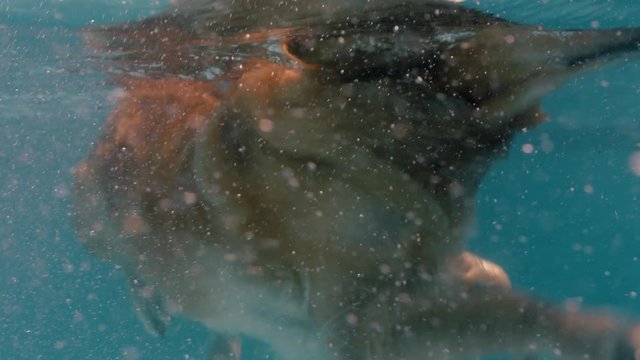 underwater dog swimming in pool happy golden retriever playfully enjoying swim cute furry canine having fun splashing 4k