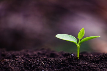 Growing plant,Young plant in the morning light on ground background, New life concept.Small plants on the ground in spring.fresh,seed,Photo fresh and Agriculture  concept idea.
