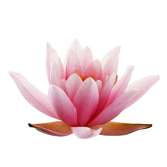 Pink Lotus or Water lily isolated on white background