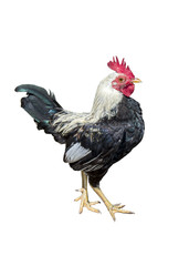 Rooster bantam crows isolate on white background