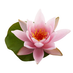 Pink lotus flower or water lily with green leaf isolated on white background