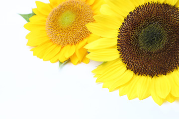 Fototapeta premium ヒマワリ