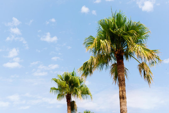 Palm trees and blue skies summer nature travel tropical abstract background